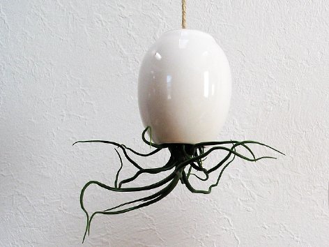 Hanging air plant pod from mudpuppy