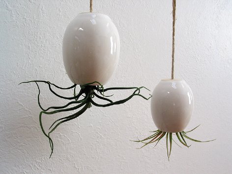 Hanging air plant pod from mudpuppy