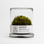 Moss Terrarium Brings A Little Simply Green to Your Space