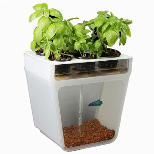 Self Cleaning Fish Tank Garden by Back To The Roots in technology news events home furnishings  Category