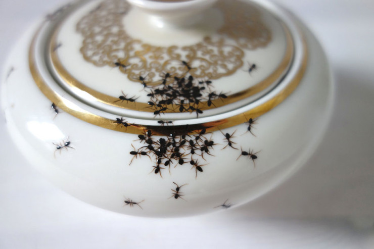 porcelain-dishes-covered-in-painted-ants-2