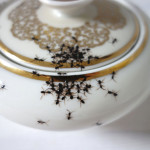 La Philie “Ant” Plates, Teapots and Cups